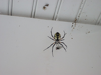 Spider Services