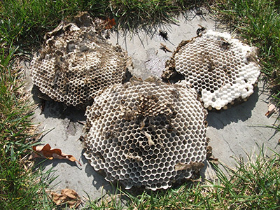 Wasp Services